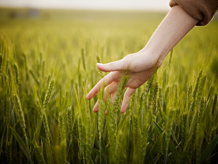 hand in a wheat field