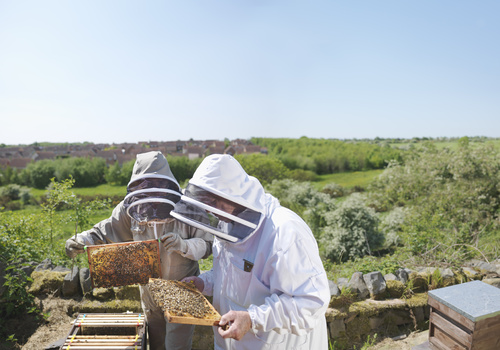 two workers taking care of bee hives