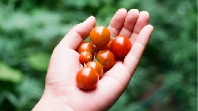 tomato