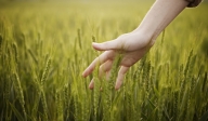 hand in a wheat field