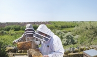 two workers taking care of bee hives